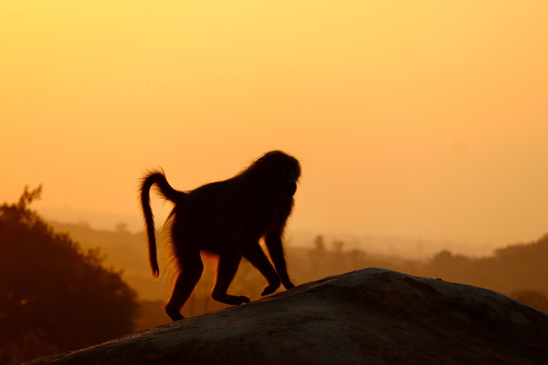 Photo: Baboon with an amazing sunset background. Zimbabwe