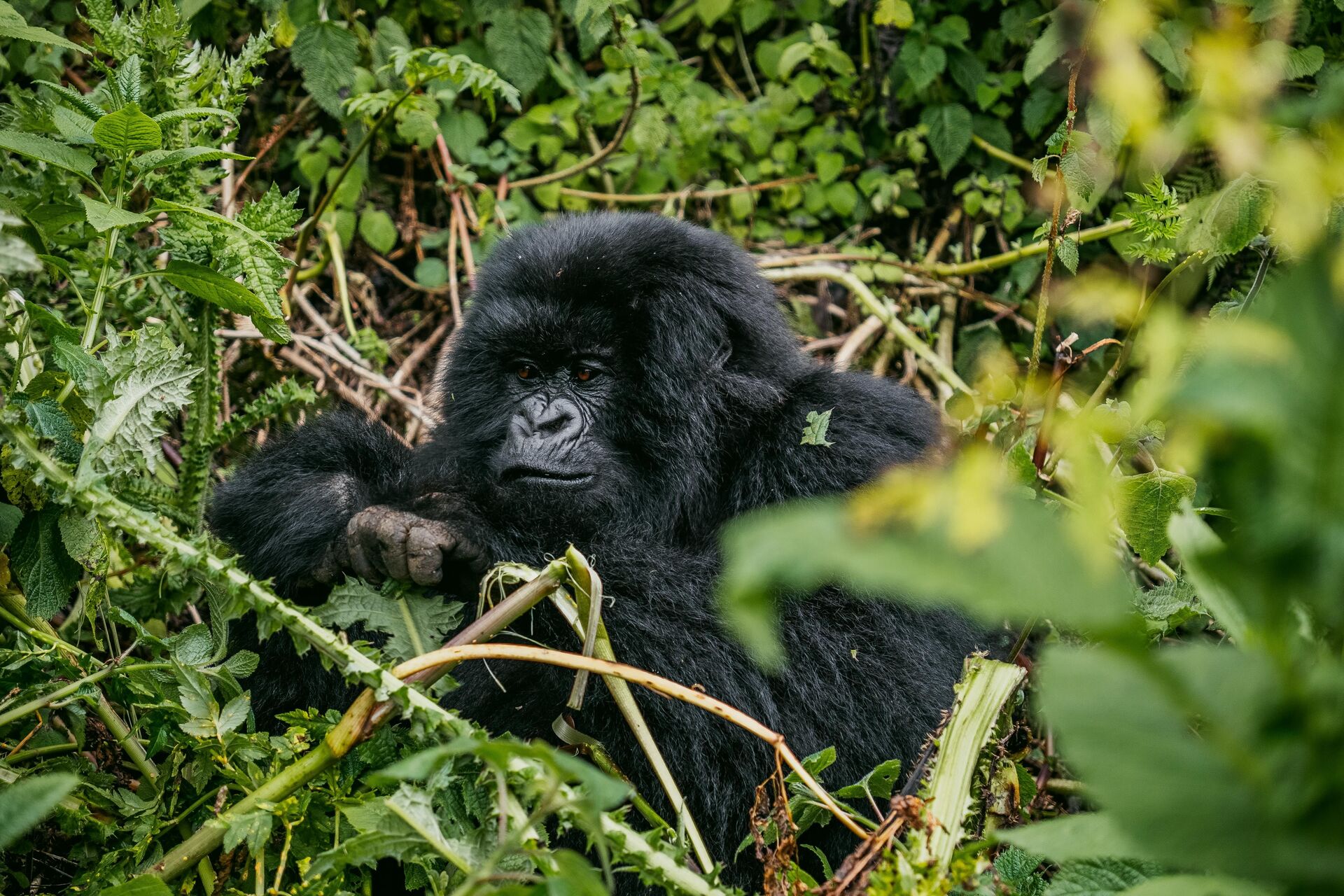 Gorilla of Congo, wildlife, Africa